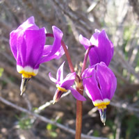 Dodocatheon conjugens flower